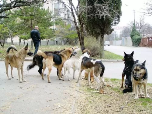 Электрошокер от собак это отличный способ отпугнуть собаку | Средства защиты  против нападения - Bestshocker.ru